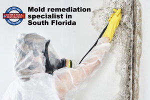 South Florida Mold Specialist
