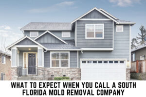 South Florida Mold Removal by Get Dry Inc