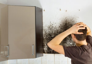 Mold removal in Martin County