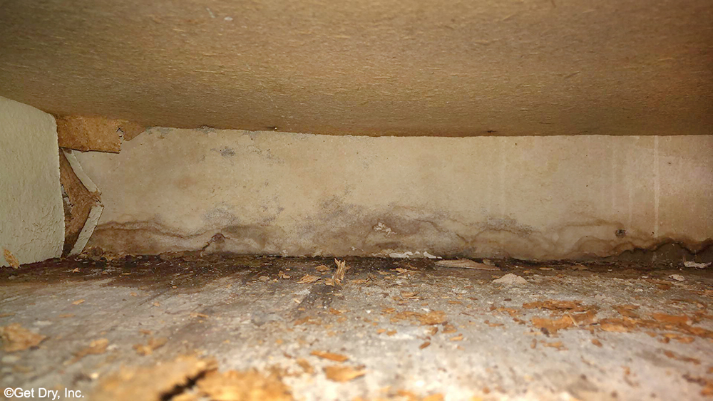 Once mold starts to grow in a hidden spot the result is a mold emergency